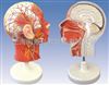 TAH/18210头部正中矢状切面附血管神经模型人体解剖医学模型